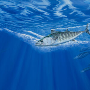 Bonito painting by Paul Elder