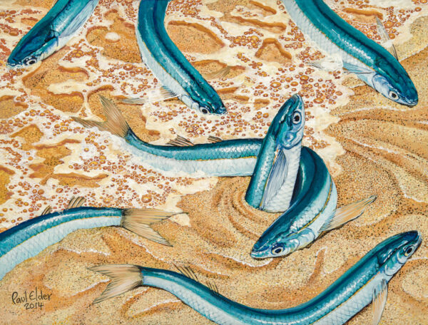 Grunion painting by Paul Elder