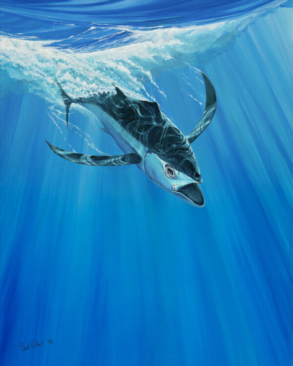 Longfin painting by Paul Elder