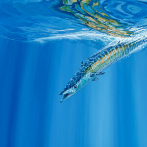 Wahoo painting by Paul Elder