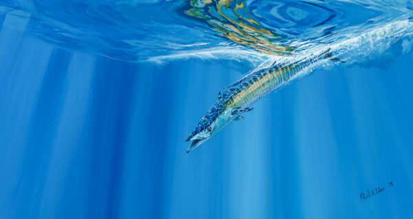 Wahoo painting by Paul Elder