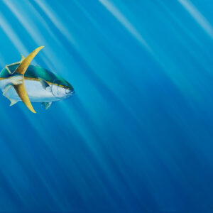 Yellowtail painting by Paul Elder