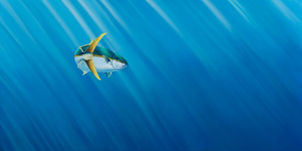 Yellowtail painting by Paul Elder